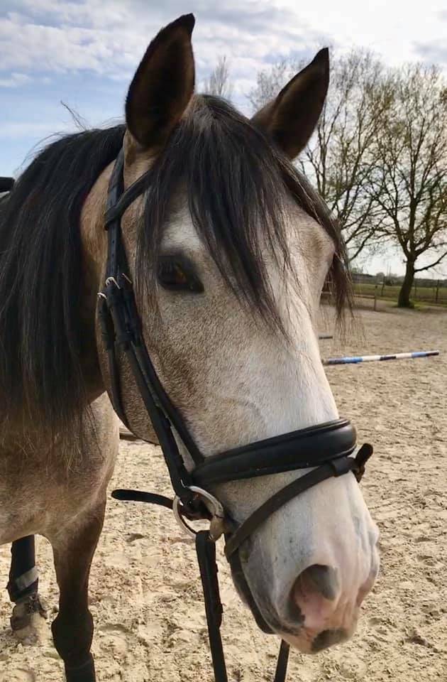cheval rouan