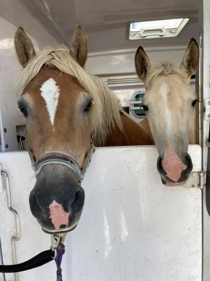 vente de chevaux à Cantenay-Épinard