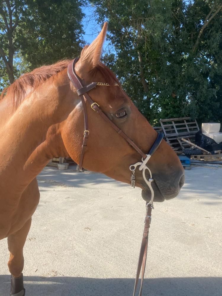 cheval alezan